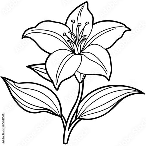 Lily Flower outline illustration coloring book page design, Lily Flower black and white line art drawing coloring book pages for children and adults