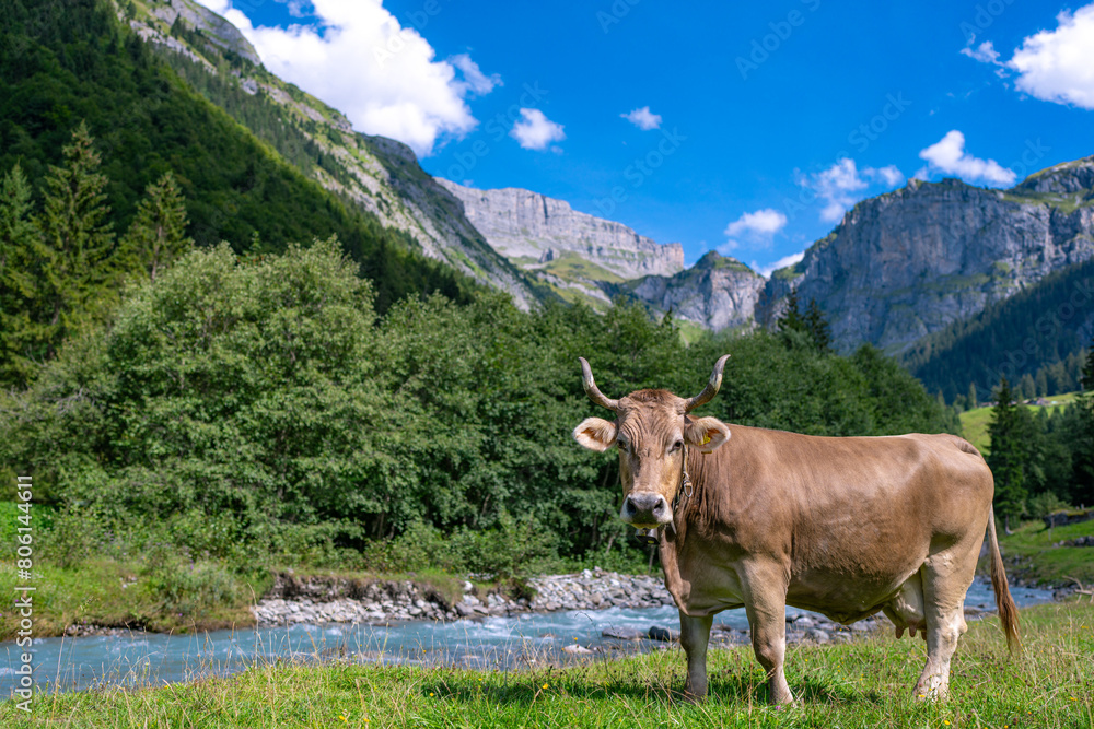 Cow are grazing. Cattle pasture in a grass field. Cow with horns, cattle, horned cow.
