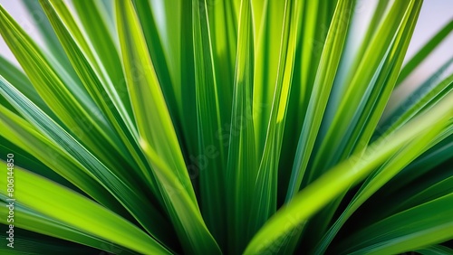 Closeup of the green palm leaf