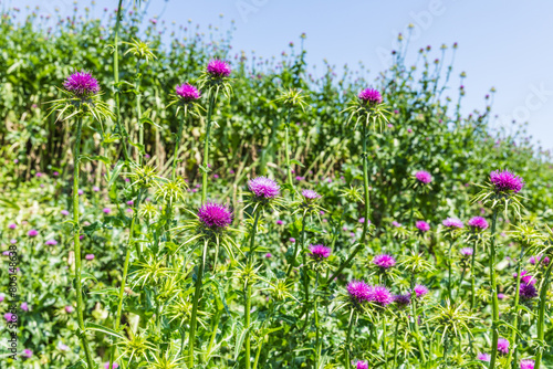 blooming burdock near the Gissar fortress near Dushanbe, Tajikistan