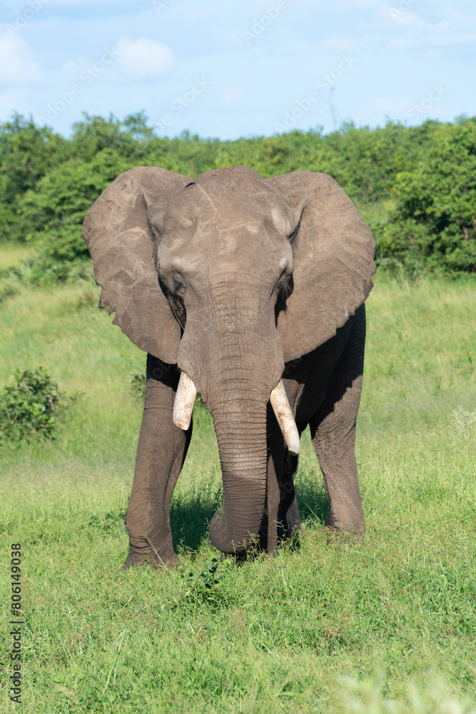 Fototapeta premium Éléphant d'Afrique, Loxodonta africana, Parc national Kruger, Afrique du Sud