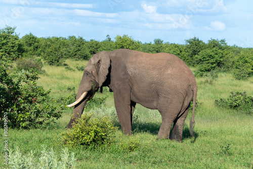   l  phant d Afrique  Loxodonta africana  Parc national Kruger  Afrique du Sud