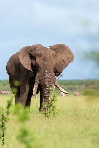 Éléphant d'Afrique, Loxodonta africana, Parc national Kruger, Afrique du Sud photo