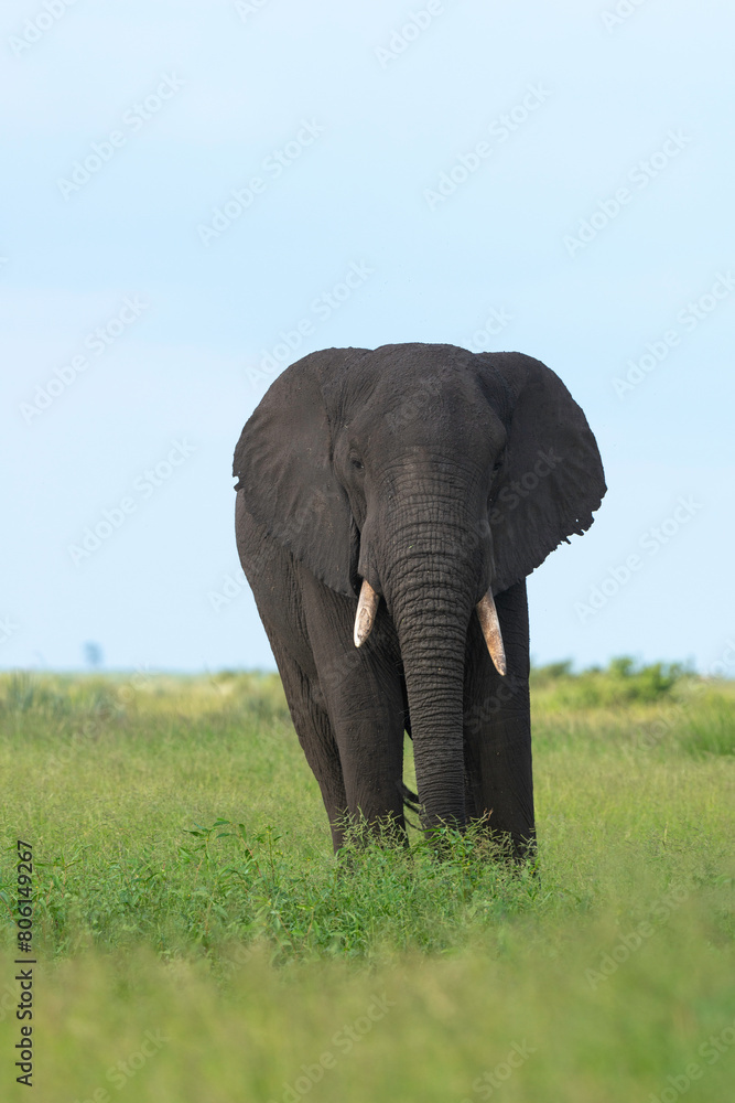 Éléphant d'Afrique, Loxodonta africana, Parc national Kruger, Afrique du Sud Éléphant d'Afrique, Loxodonta africana, Parc national Kruger, Afrique du Sud