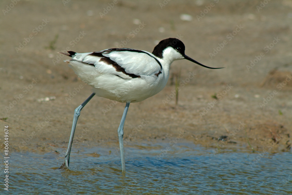 Obraz premium Avocette élégante, Recurvirostra avosetta, Pied Avocet