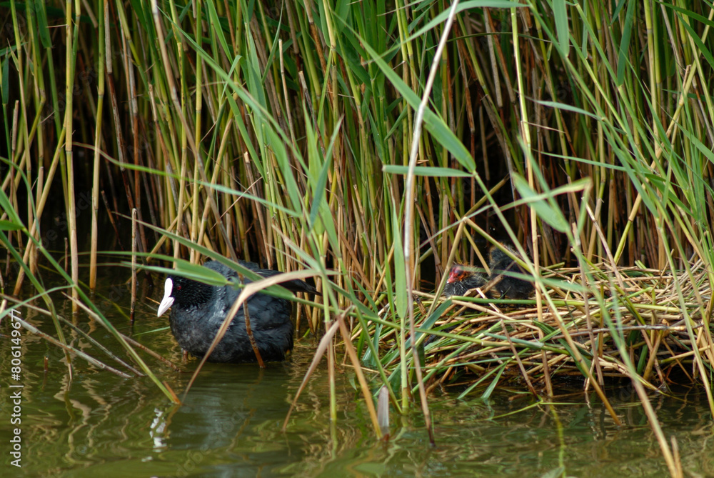 Fototapeta premium Foulque macroule, nid, .Fulica atra, Eurasian Coot