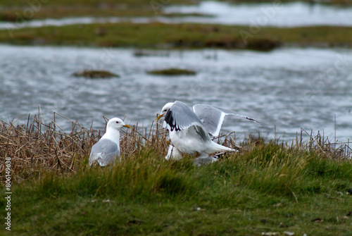 Goéland cendré, Larus canus, Common Gull, Accouplement photo