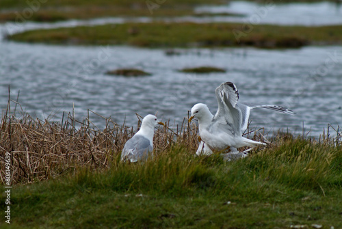 Goéland cendré, Larus canus, Common Gull, Accouplement photo