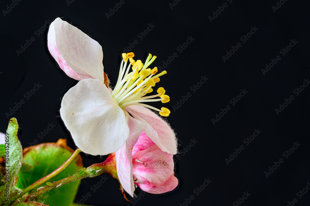 Close Up image of blossom on a crab apple tree (malus) against a black background Close Up image of blossom on a crab apple tree (malus) against a black background