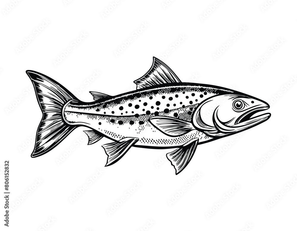 Fototapeta premium Salmon fish vintage engraved style drawing on white background, vector illustration