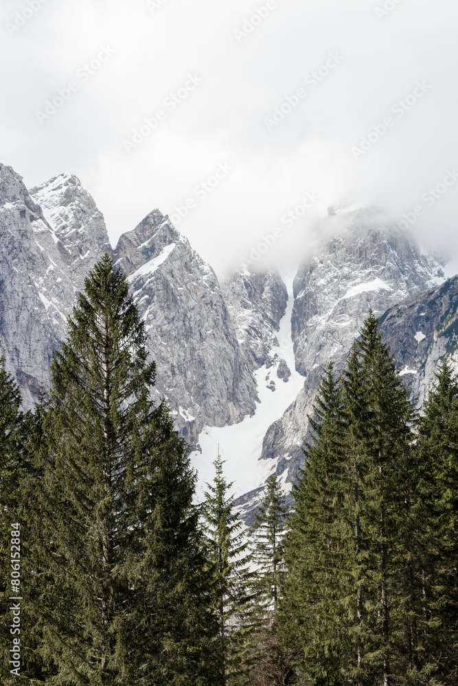 A snowy mountains in the clouds behind some evergreen trees.