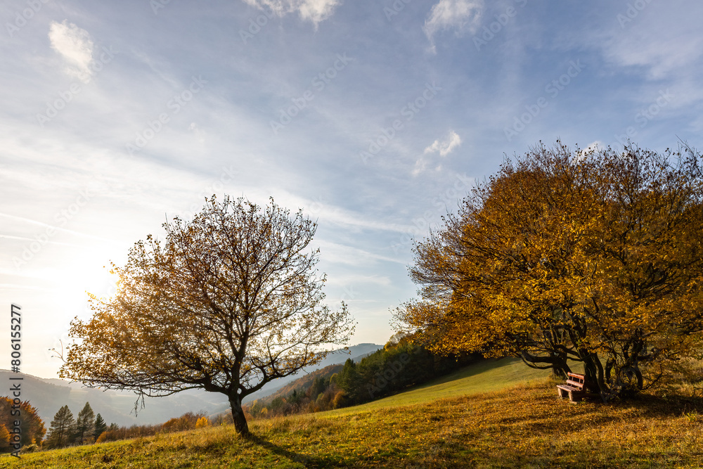 Fototapeta premium Deciduous trees with yellow colored leaves standing in a meadow. Underneath the trees are fallen leaves and a wooden bench. In the background there are forests and a blue sky with clouds.