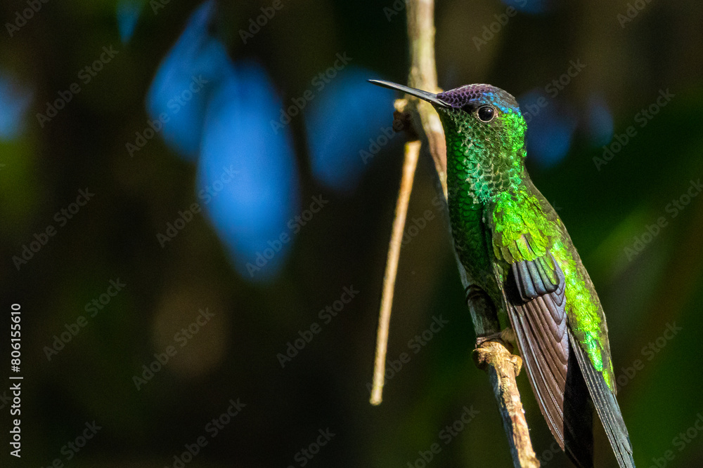 Fototapeta premium Um beija-flor pousado em um galho na Mata Atlântica, Beija-flor-de-fronte-violeta / A hummingbird perched on a branch in the Atlantic Forest, Violet-capped Woodnymph