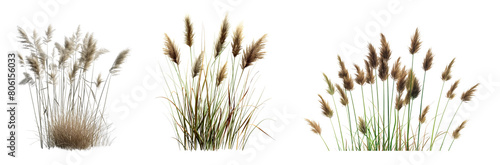 3d render of reeds collection isolated on white or transparent background