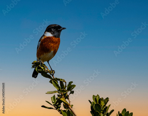 A male stonechat in Rietvlei Nature Reserve, Gauteng, South Africa.
