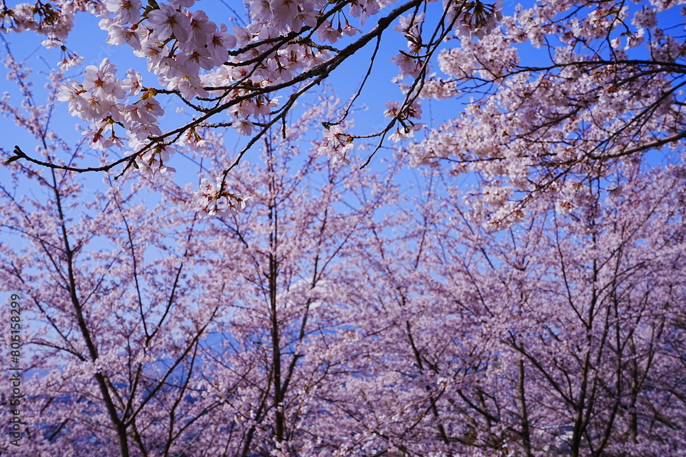Mt. Fuji with Cherry Blossom or Pink Sakura Flower over Blue Sky in Yamanashi, Japan - 日本 山梨県 新倉山浅間公園 春の桜 富士山 Mt. Fuji with Cherry Blossom or Pink Sakura Flower over Blue Sky in Yamanashi, Japan - 日本 山梨県 新倉山浅間公園 春の桜 富士山