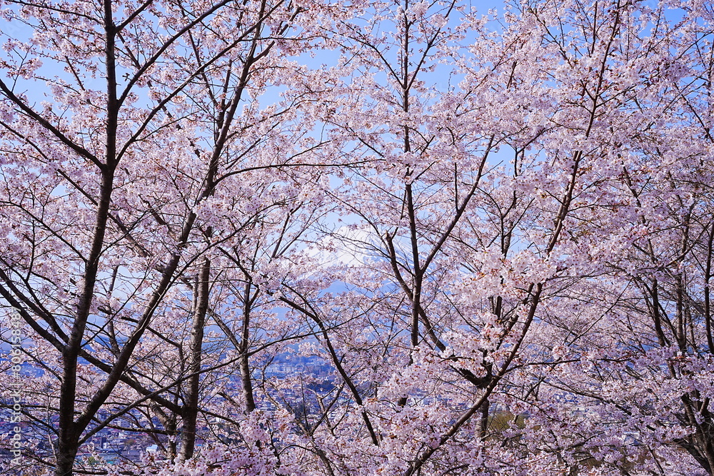 Mt. Fuji with Cherry Blossom or Pink Sakura Flower over Blue Sky in Yamanashi, Japan - 日本 山梨県 新倉山浅間公園 春の桜 富士山 Mt. Fuji with Cherry Blossom or Pink Sakura Flower over Blue Sky in Yamanashi, Japan - 日本 山梨県 新倉山浅間公園 春の桜 富士山