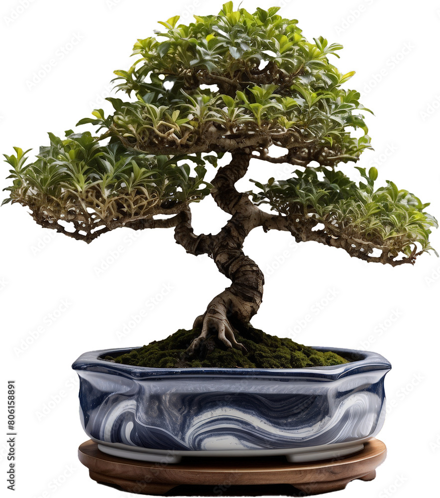Bonsai TRee in Ceramic Bluc Pot Bonsai TRee in Ceramic Bluc Pot