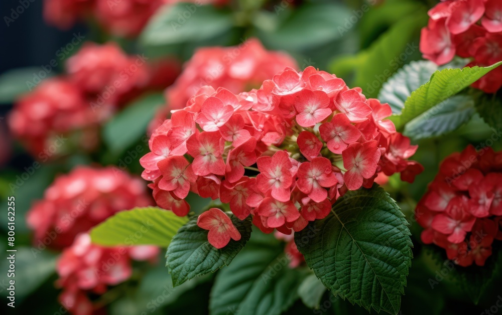 Vibrant Red Hydrangea Blossoms Vibrant Red Hydrangea Blossoms