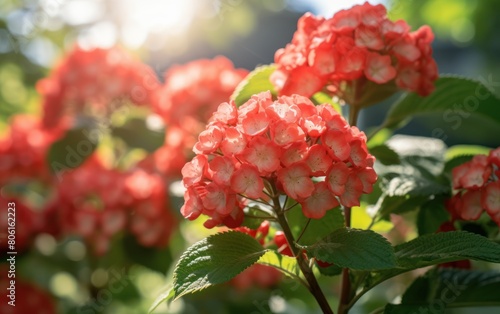 Sunlit Blossoming Pink Hydrangeas