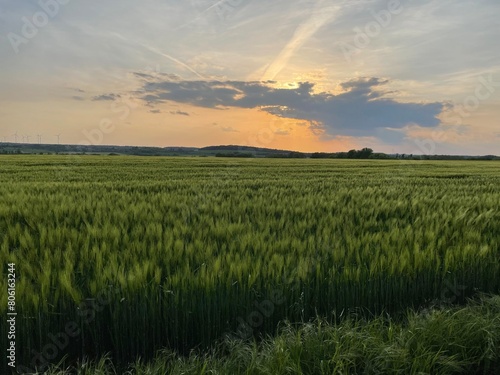Sunset over a wheat-field