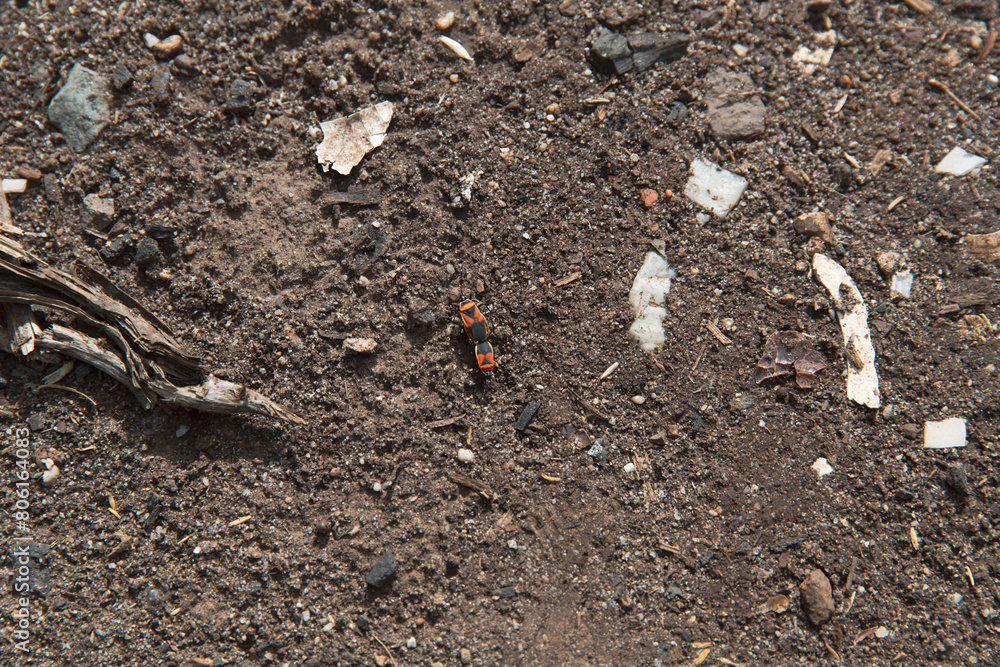 Lygaeus kalmii small milkweed bugs Mating on Earthen Ground, an Intimate Moment in the Wild Insect World Lygaeus kalmii small milkweed bugs Mating on Earthen Ground, an Intimate Moment in the Wild Insect World