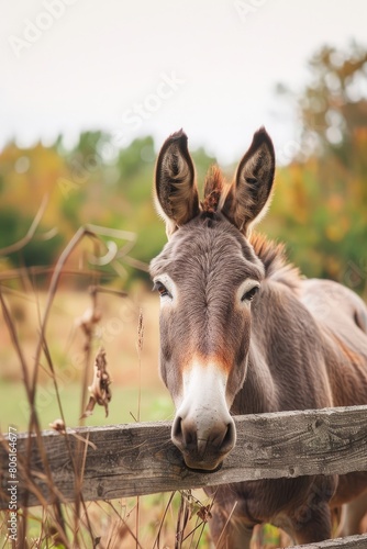 donkey close-up on a farm background photo