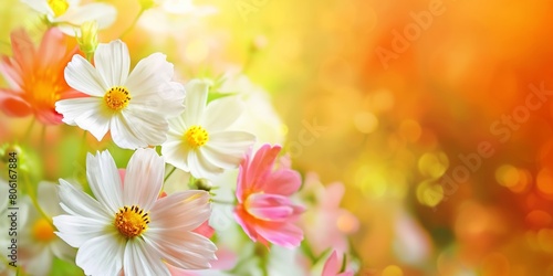 A floral display of colorful cosmos flowers bathed in soft sunlight, representing joy and the beauty of nature. copy space © StockUp