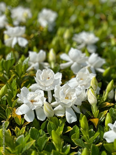 Картината върху платно white gardenia bush in full bloom