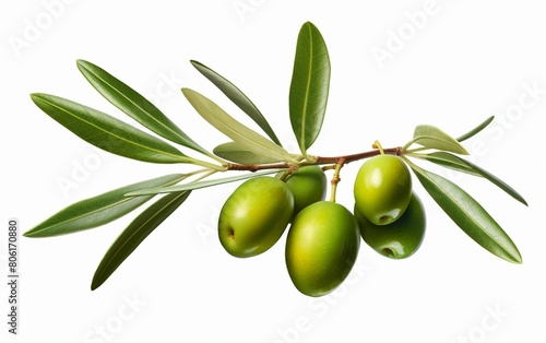 Olive Against Clean White