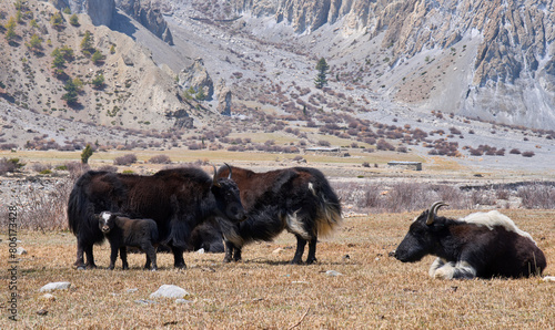 Black yak cow with a baby in the Nepalese Himalayas. Bos grunniens. Dense, long fur that hangs down lower than the belly. Herd of domestic yaks.