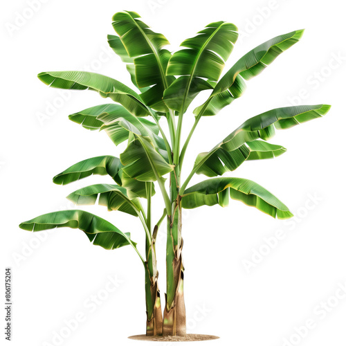 Banana tree isolated with transparency background for garden design.