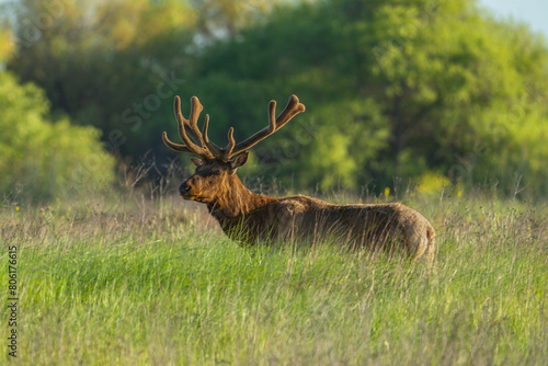 A tule elk at the San Luis National Wildlife Refuge near Los Banos, California. photo