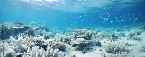 Underwater bleached coral reef with many tropical fish