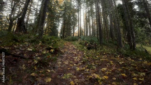 Walk in the Woods with Fall Leaves and Hazy Sunlight