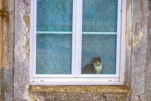 cat on a window looking the street