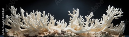 A close up image of a bleached coral reef on a black background photo