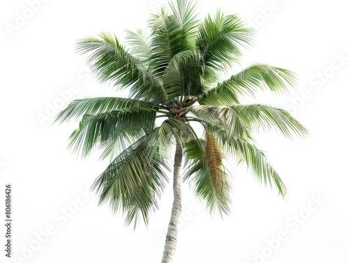 coconut tree in white background