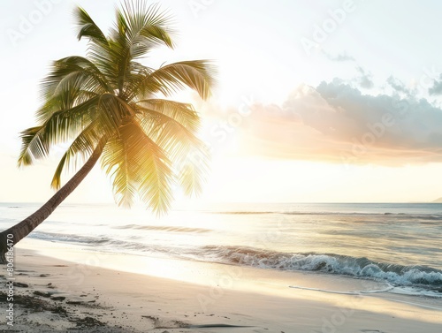 coconut tree sunset in white background