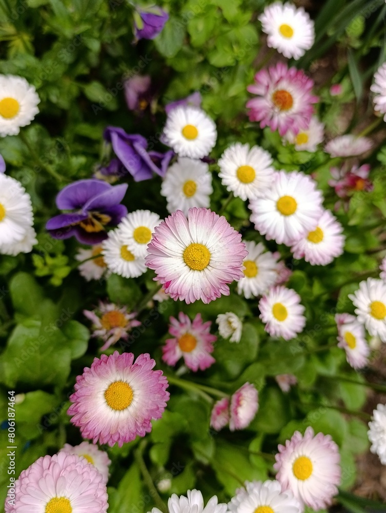 Bellis perennis the daisy, is a European species of the family Asteraceae, often considered the archetypal species of the name daisy Bellis perennis the daisy, is a European species of the family Asteraceae, often considered the archetypal species of the name daisy