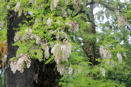 White Robinia pseudoacacia flowers on coils in spring