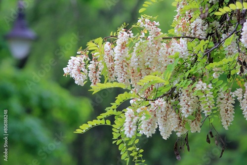 White Robinia pseudoacacia flowers on coils in spring