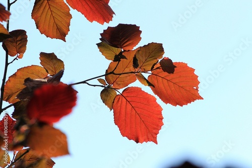 Red Corylus leaves on the sky background
