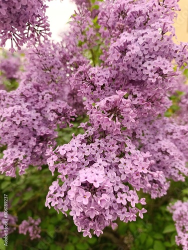 Syringa vulgaris, the lilac or common lilac, is a species of flowering plant in the olive family Oleaceae, native to the Balkan Peninsula, © Abdulkadir