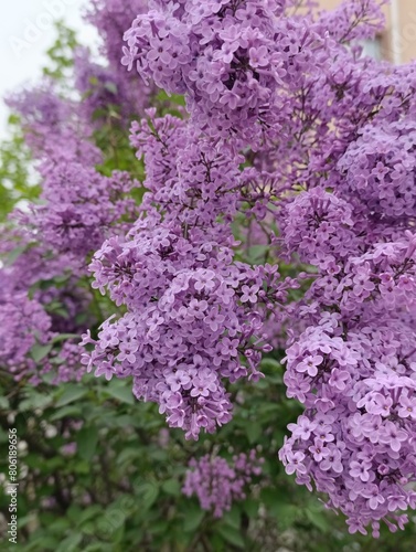 Syringa vulgaris, the lilac or common lilac, is a species of flowering plant in the olive family Oleaceae, native to the Balkan Peninsula,