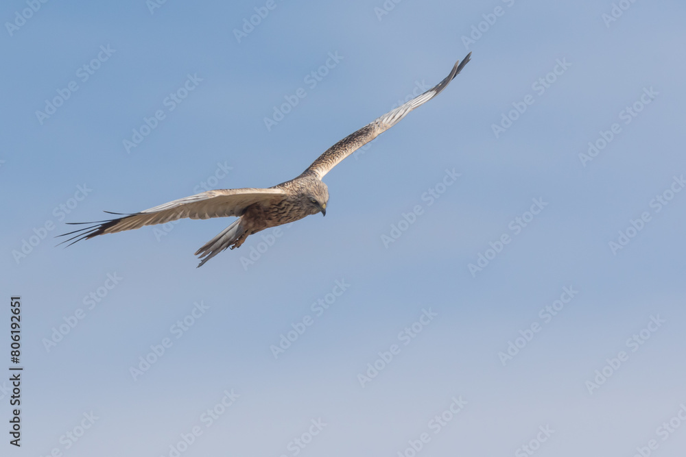 Eine Rohrweihe (Circus aeriginosus) im Flug Eine Rohrweihe (Circus aeriginosus) im Flug