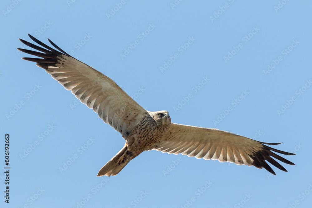 Obraz premium Eine Rohrweihe (Circus aeriginosus) im Flug