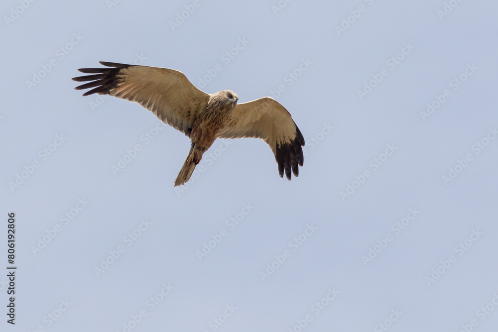 Eine Rohrweihe (Circus aeriginosus) im Flug