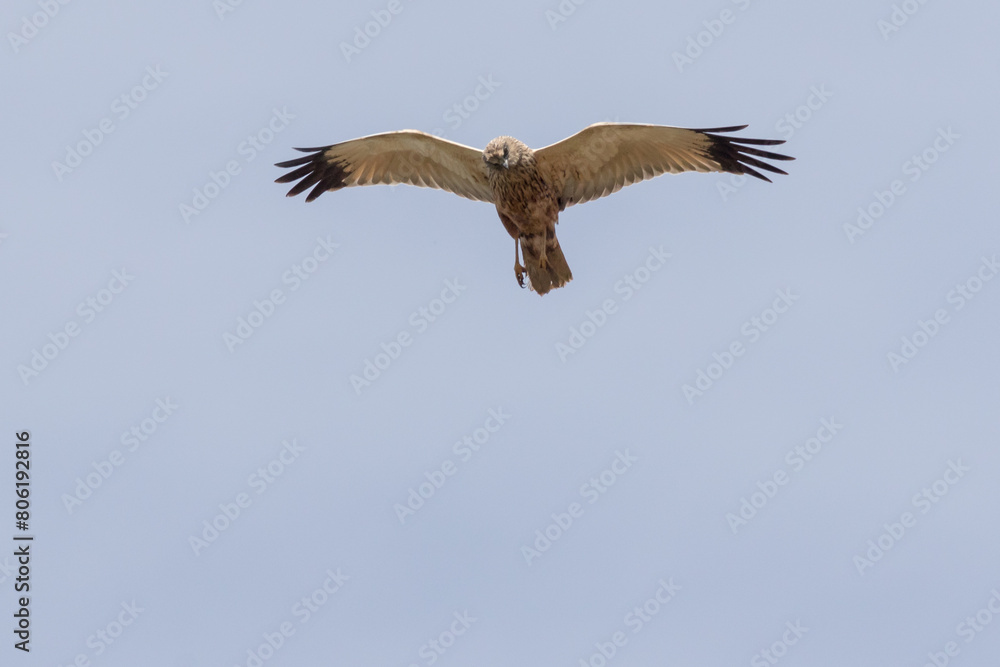 Eine Rohrweihe (Circus aeriginosus) im Flug