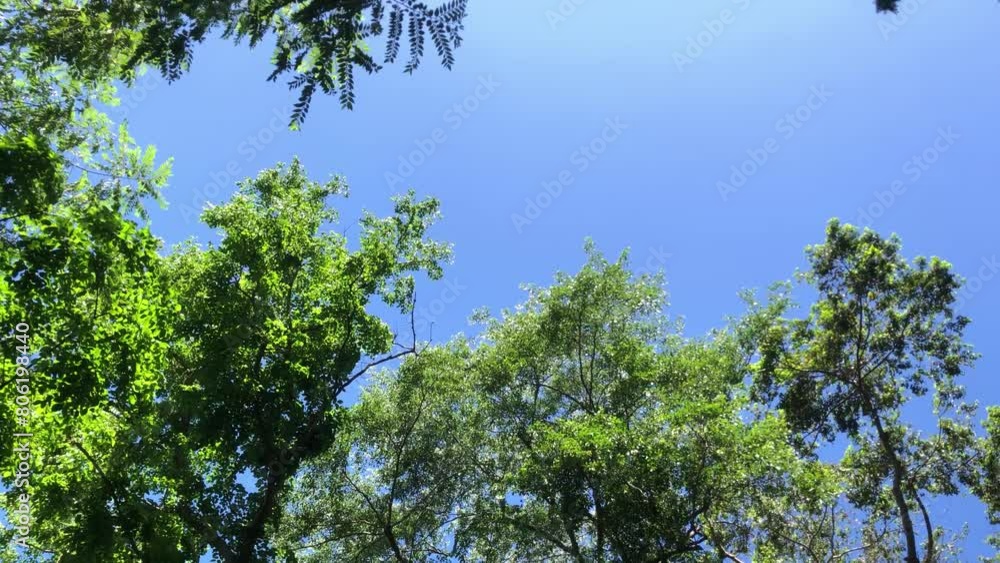 upward tracking shot captures the view of a green tree canopy against a blue sky upward tracking shot captures the view of a green tree canopy against a blue sky